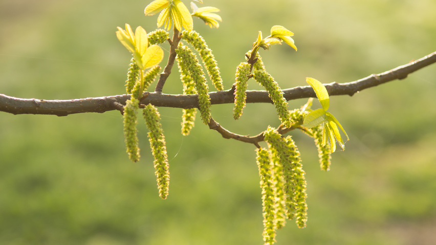 Pterocarya stenoptera kwiaty