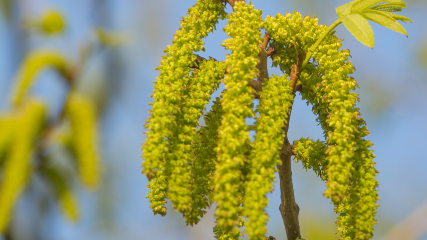 Pterocarya stenoptera kwiaty