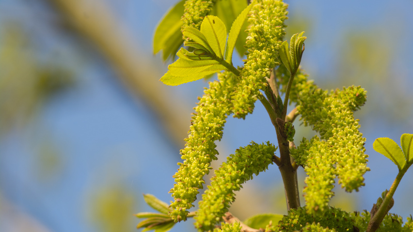 Pterocarya stenoptera kwiaty