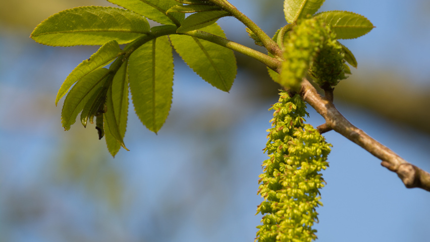 Pterocarya stenoptera kwiaty