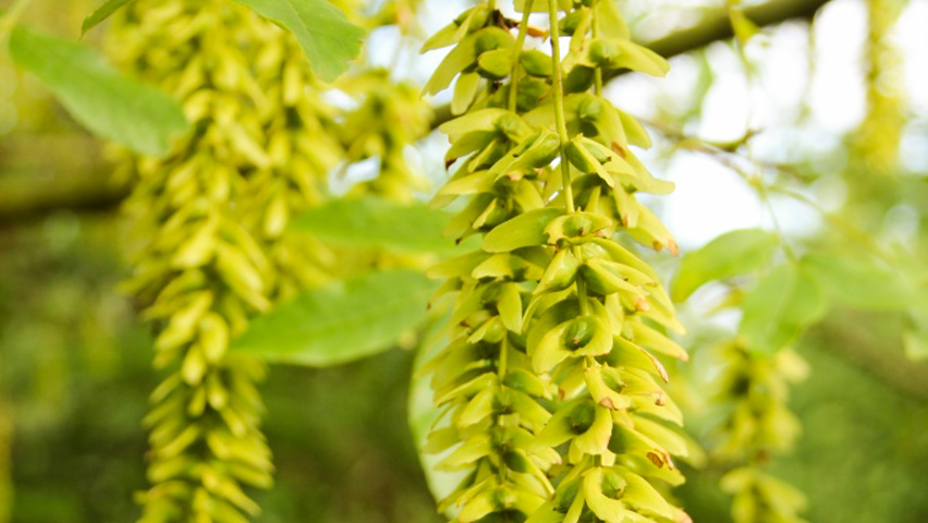 Pterocarya stenoptera owoce