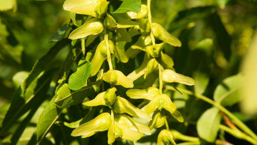 Pterocarya stenoptera owoce
