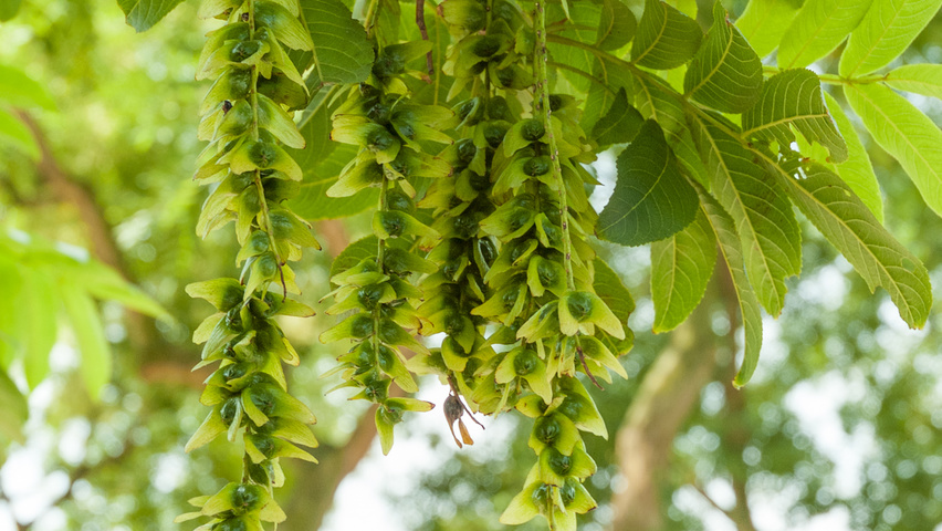 Pterocarya stenoptera owoce