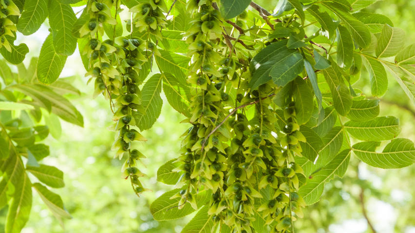 Pterocarya stenoptera owoce