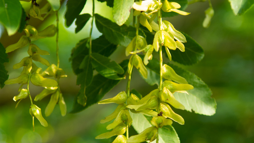 Pterocarya stenoptera owoce