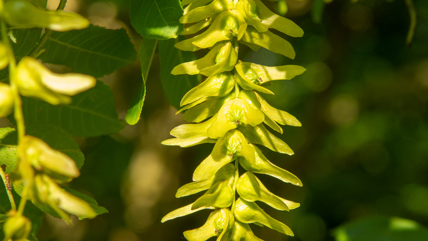 Pterocarya stenoptera owoce