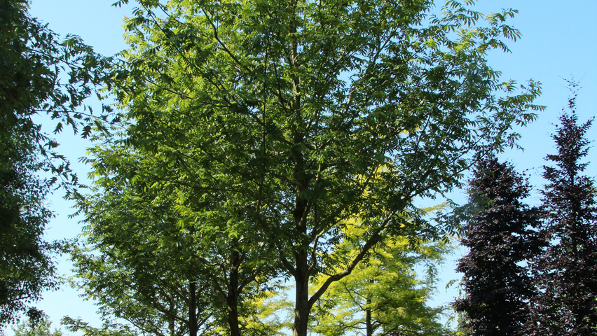 Pterocarya stenoptera pienne