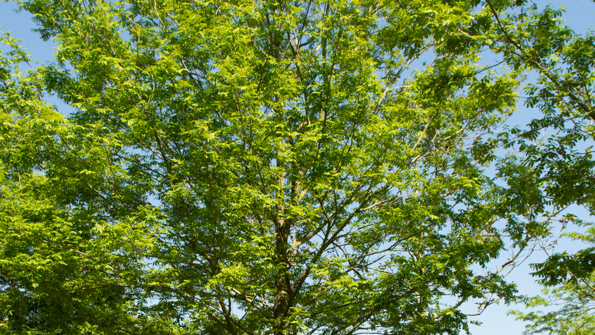 Pterocarya stenoptera pienne