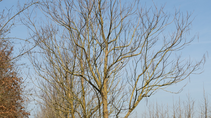 Pterocarya stenoptera pienne