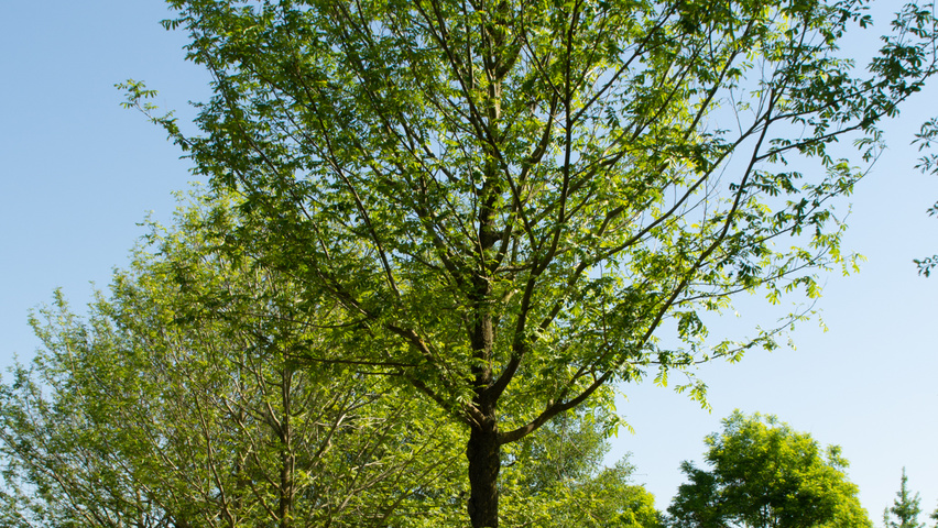 Pterocarya stenoptera pienne