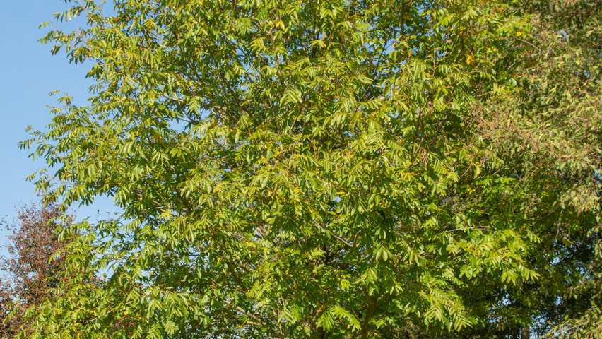 Pterocarya stenoptera pienne
