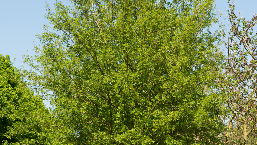 Pterocarya stenoptera pienne