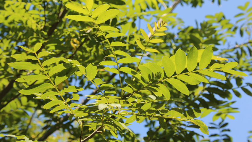 Pterocarya stenoptera liście