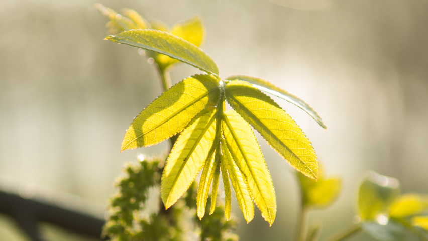 Pterocarya stenoptera liście