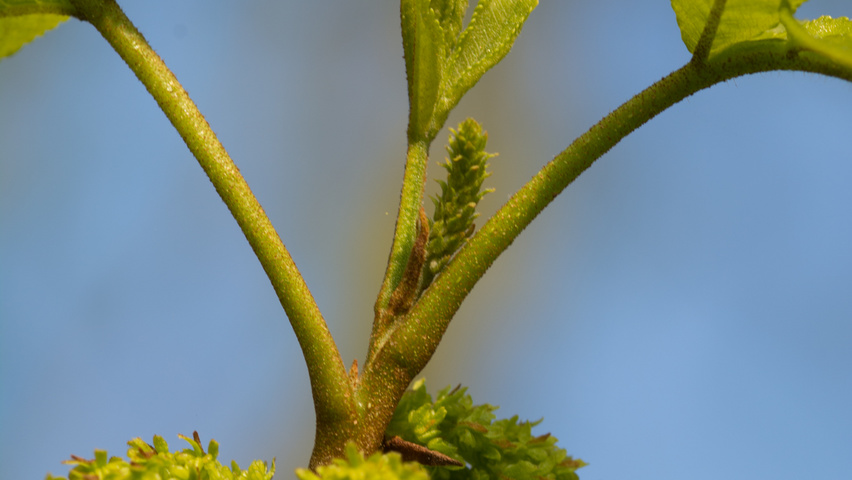 Pterocarya stenoptera liście