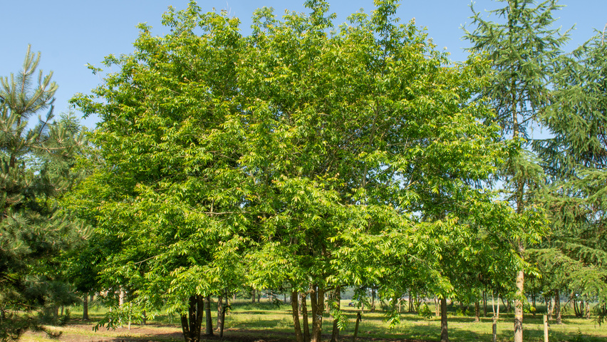 Pterocarya stenoptera wielopniowy parasolowaty