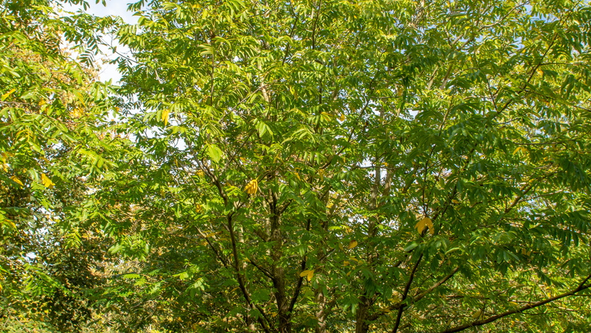Pterocarya stenoptera wielopniowy parasolowaty