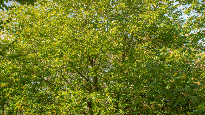 Pterocarya stenoptera wielopniowy parasolowaty
