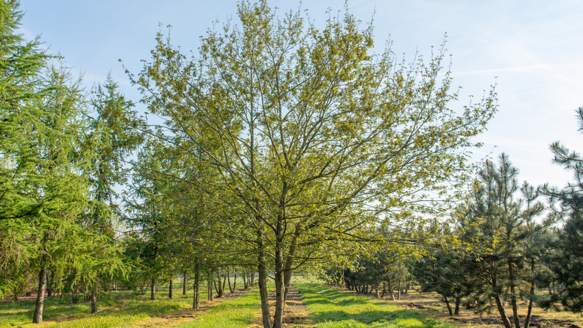 Pterocarya stenoptera wielopniowy parasolowaty