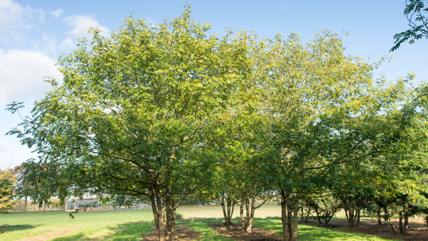 Pterocarya stenoptera wielopniowy parasolowaty