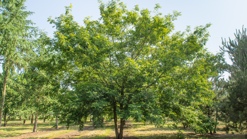 Pterocarya stenoptera wielopniowy parasolowaty