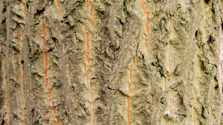 Pterostyrax hispida Rinden