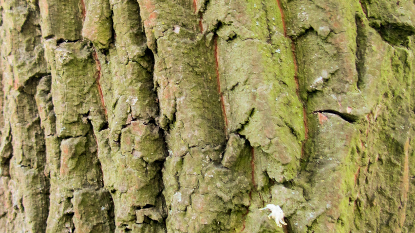 Pterostyrax hispida Rinden