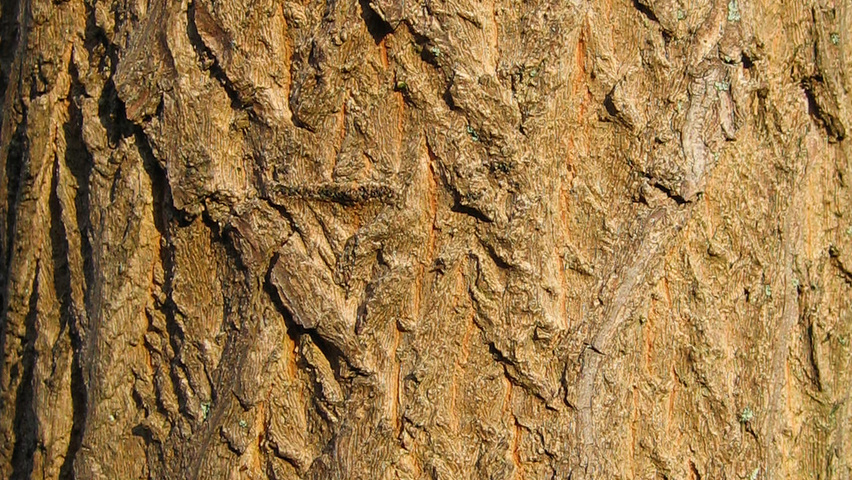 Pterostyrax hispida Rinden