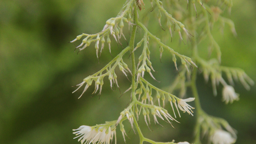 Pterostyrax hispida Blumen