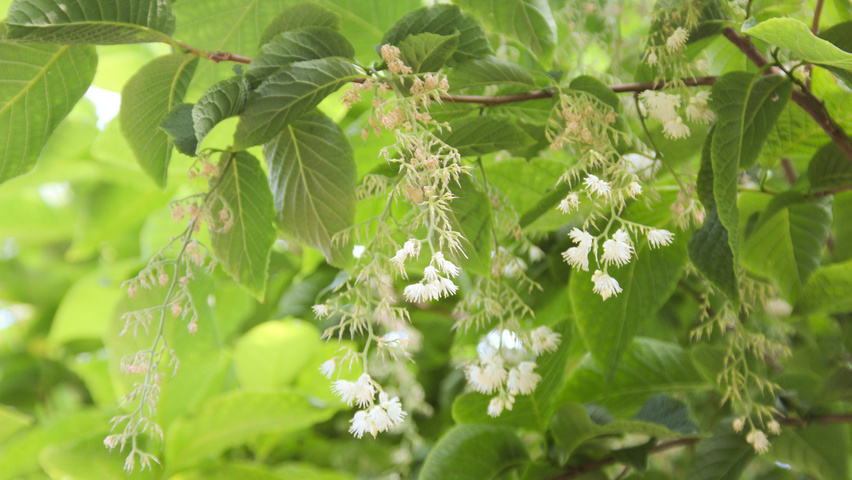 Pterostyrax hispida Blumen