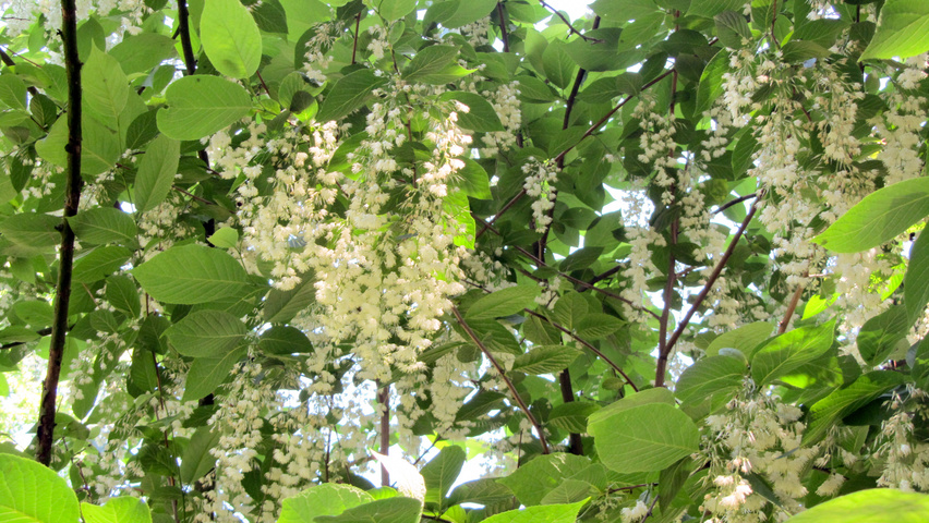 Pterostyrax hispida Blumen