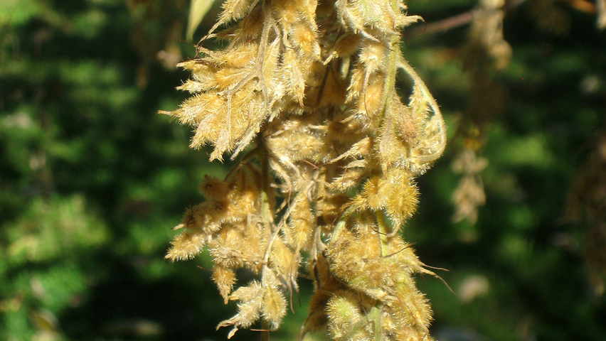 Pterostyrax hispida Frucht