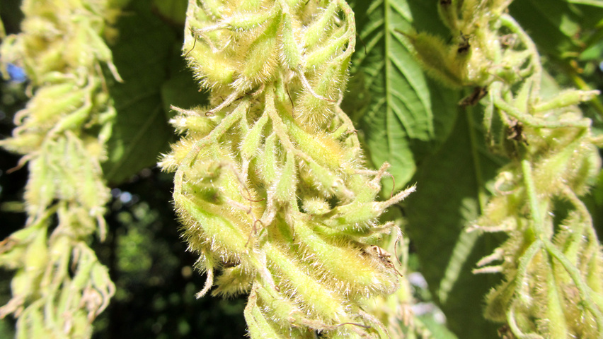 Pterostyrax hispida Frucht