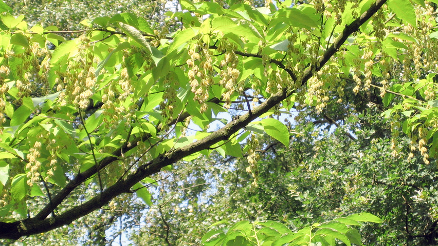 Pterostyrax hispida Frucht