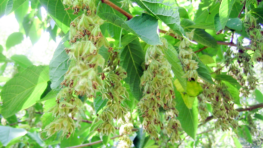 Pterostyrax hispida Frucht