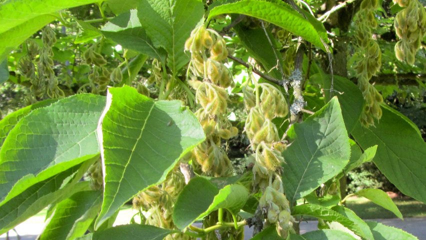 Pterostyrax hispida Frucht