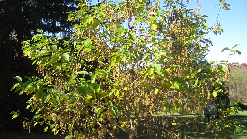 Pterostyrax hispida hochstämmig