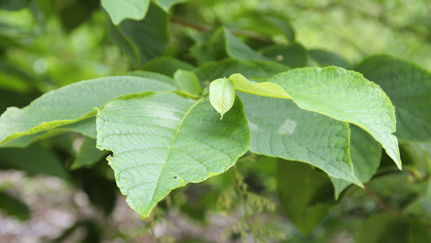 Pterostyrax hispida Blatt