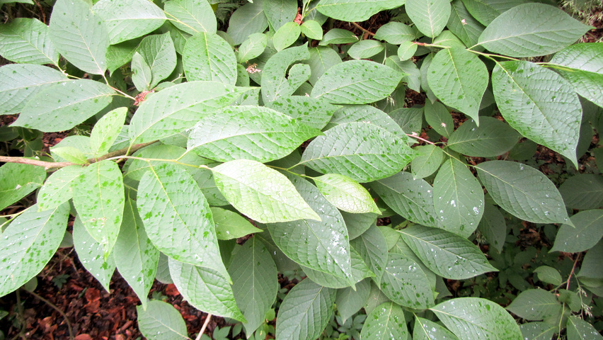 Pterostyrax hispida Blatt