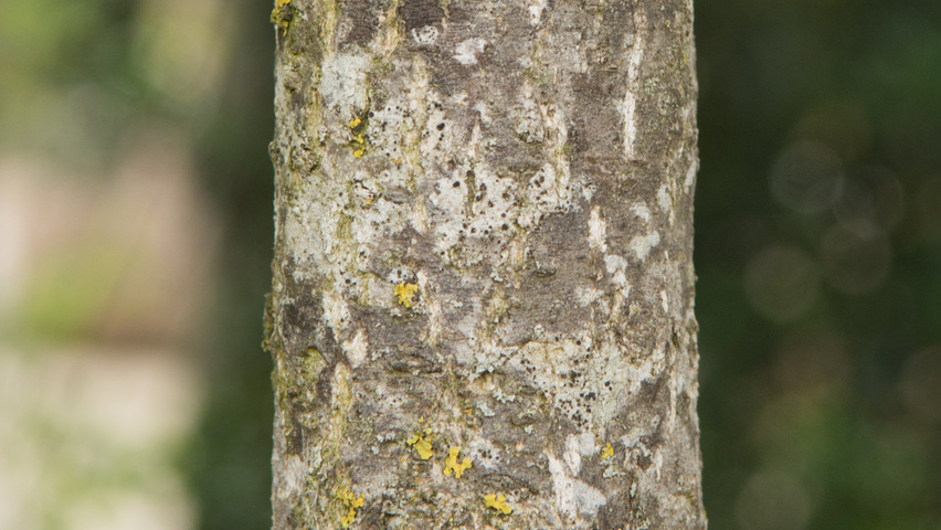 Punica granatum kora