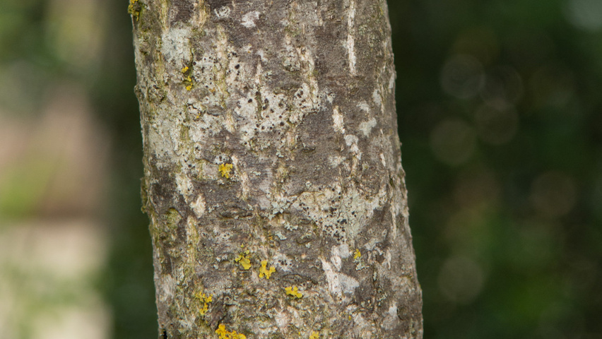 Punica granatum kora