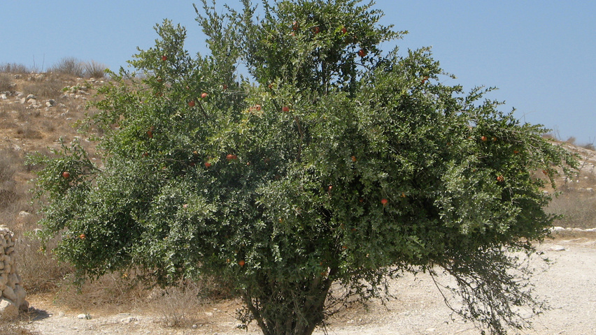 Punica granatum chatakterystyczne