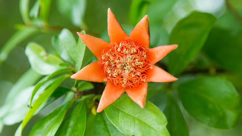Punica granatum kwiaty