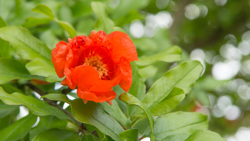 Punica granatum kwiaty
