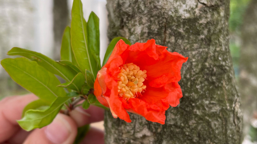 Punica granatum kwiaty