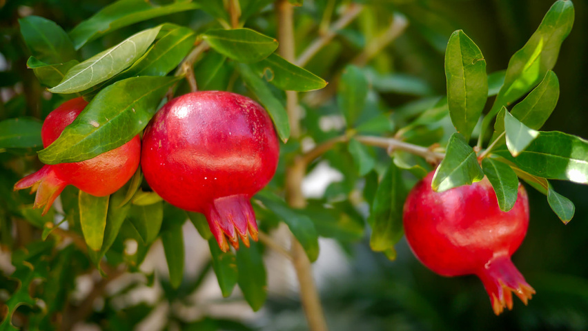 Punica granatum owoce