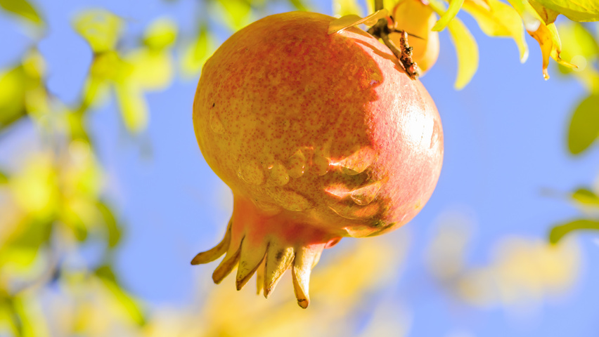 Punica granatum owoce