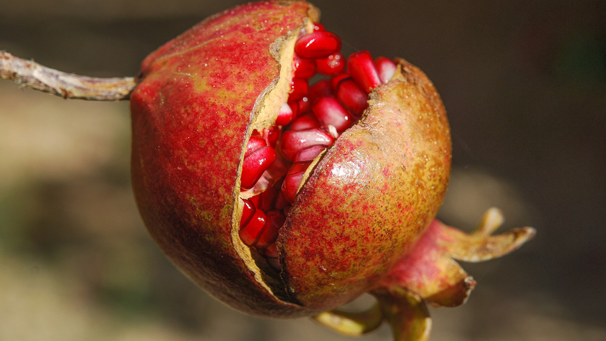 Punica granatum owoce