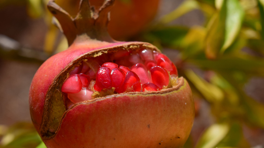 Punica granatum owoce