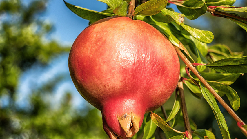 Punica granatum owoce